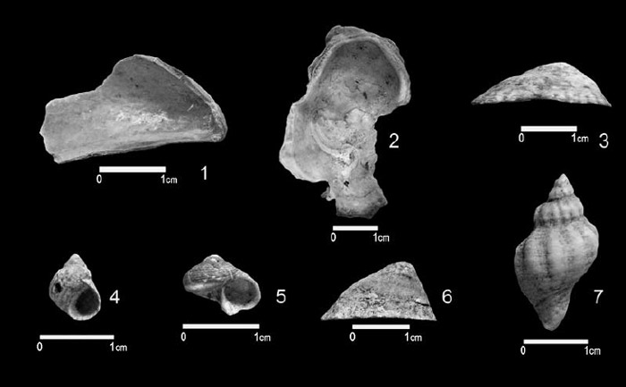 Figura 15. 1) Mytilus edulis; 2) Ostreoloa equestris; 3) Lottia subrugosa; 4) Echinolittorina lineolata; 5) Tegula patagonica; 6) Siphonaria lessoni; 7) Urosalpinx haneti