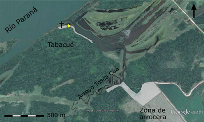Figura 4. Paraje Tabacué. En blanco se observan las zonas prospectadas, sondeadas y/o excavadas. La cruz referencia a la ubicación de una vieja cruz colocada allí por los dueños del campo. La estrella señala al lugar de concentración de material indígena (imagen tomada de Google Earth 2017)