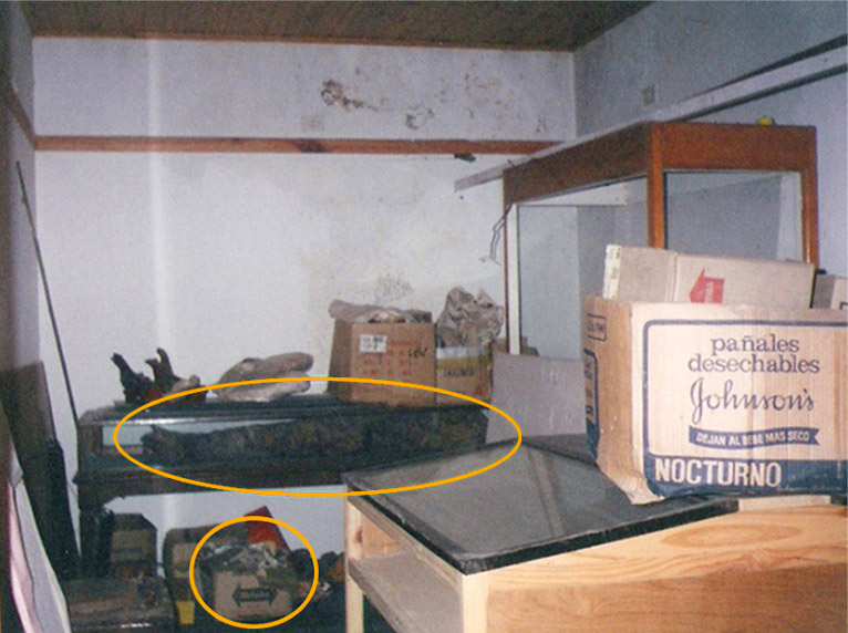 Figura 1. Museo de Ciencias Naturales de Necochea en 1995 (cerrado al público). Las momias se observan, una dentro de una vitrina y la otra desarticulada en una caja de cartón. Foto: gentileza Juan Carlos Basabe
