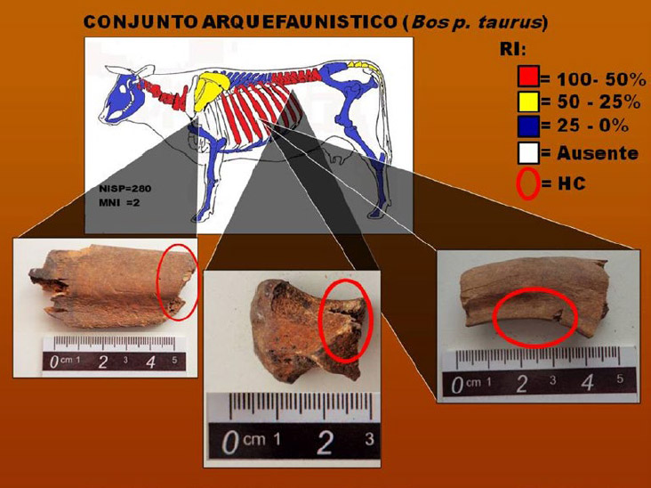 Figura 4. Esquema en porcentaje de las unidades anatómicas que representan a la frecuencia de partes esqueletarias de Bos p. taurus con imágenes con detalles de huellas de corte recuperados en el las excavaciones de SFGP