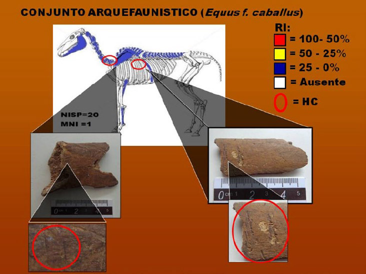 Figura 5. Esquema en porcentaje de las unidades anatómicas que representan a la frecuencia de partes esquelearias de Equus f. caballus detallando la evidencia de huellas de corte