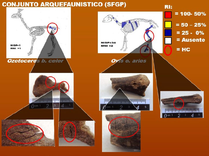 Figura 6. Esquema en porcentaje de las unidades anatómicas que representan a la frecuencia de partes esqueletarias de Ovis o. aries y Ozotoceros b. celer detallando la evidencia de huellas antrópicas
