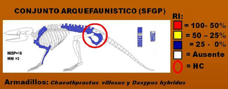 Figura 7. Esquema en porcentaje de las unidades anatómicas que representan a la frecuencia de partes esqueletarias de los armadillos registrados en el SFGP detallando la evidencia de huellas antrópicas