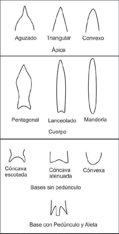 Figura 5. Secciones para la descripción morfológica