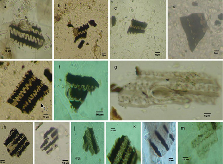 Figura 6. Láminas silíceas de gluma tipo Titicumsp del Nivel II del Sondeo 2 de CH25. Algunas presentan restos de materia carbonosa adherida (a-c, e, f, h, i), y marcas de corte rectas (a, c, e, j) y curvas (b, d, e, i, j). También se pueden observar distintos grados de alteraciones y pérdida de materia orgánica adherida (e, g-m)