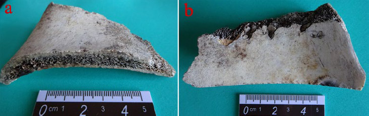 Figura 3.a: fragmento de diáfisis de escápula de vacuno con huellas de aserrado; b: detalle de las marcas de carnívoro y de termoalteración