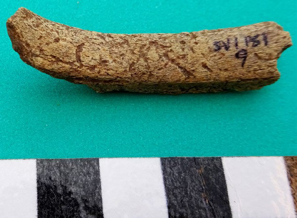Figura 4. Fragmento de costilla de mamífero indeterminado mediano con marcas de raíces (Sondeo 1, capa 1)