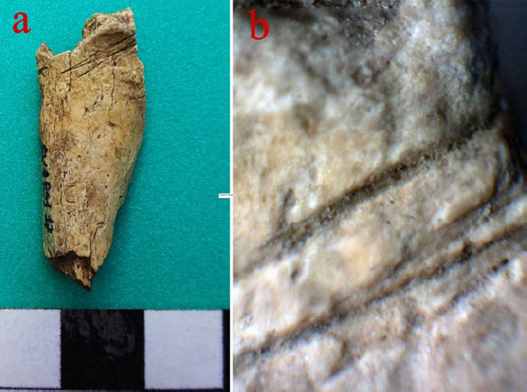 Figura 5.a: fragmento de diáfisis de mamífero mediano con huellas de corte; b: detalle en lupa trinocular (20X)