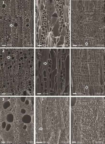 Tabla 1. Caracteres diagnósticos para la identificación de los taxones: 1-Higuera (Ficus carica), 2-Olivo (Olea europaea), 3-Tamarindo (Tamarix gallica), 4-Membrillero (Cydonia oblonga), 5-Duraznero (Prunus persica), 6-Vid (Vitis vinifera)