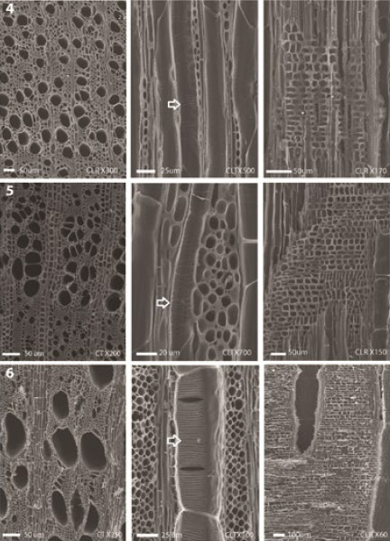 Figura 2. Imágenes de madera carbonizada de los taxones: 4-Membrillero (Cydonia oblonga), 5-Duraznero (Prunus persica), 6-Vid (Vitis vinifera)
