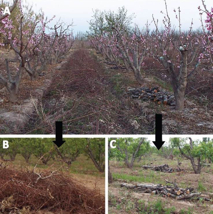 Figura 5. Poda actual de durazneros (A). La leña obtenida es separada y acumulada en base a su grosor: fina (B) y gruesa (C)