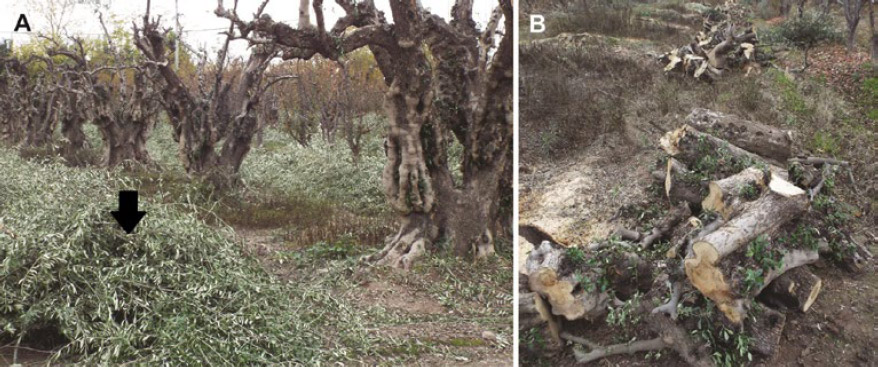 Figura 6. Poda actual de olivos. A-Poda periódica, se señala la leña generada (en general fina). B-Leña obtenida en olivos talados