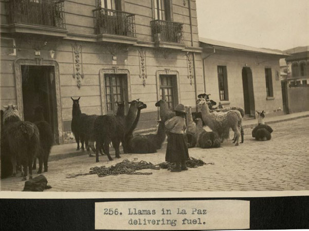 Figura 5. Llamas en La Paz. Llamas in La Paz delivering fuel. Álbum 20 - Image Archive Latin American Library - Tulane University