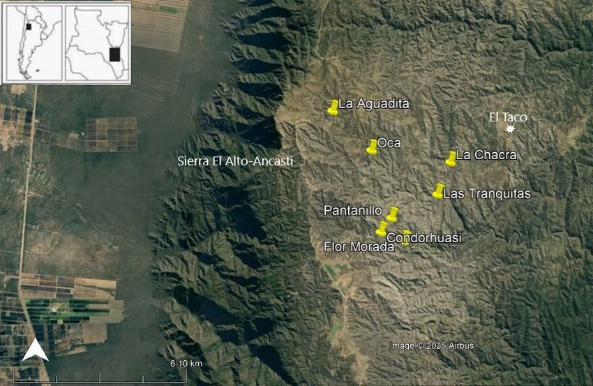 Figura 3. Puestos localizados en el área de trabajo. Fuente: Google Earth (2025)