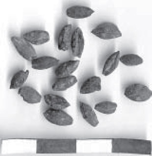 Figura 3. Semillas de avena (SF)