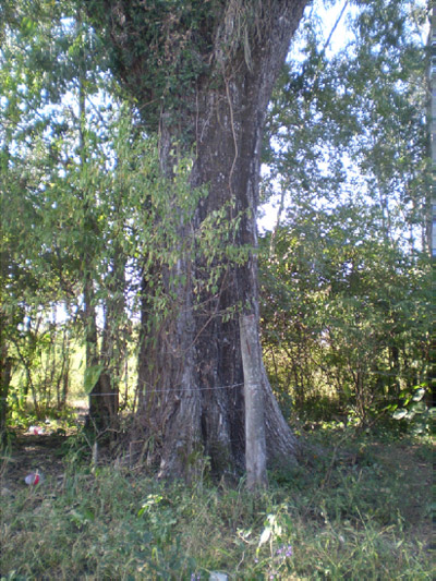 Figura 2: La tipa, aparentemente al pie de la cual se consuma el crimen, árbol más que centenario