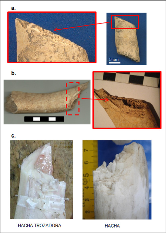 Figura 2. a) Restos arqueofaunísticos con huellas de aserrado manual, costillas de mamífero indeterminado grande hallados en la Batería 2 General Brown. Obsérvese en el recuadro el detalle del aserrado con las improntas que indicarían un uso de una sierra manual y/o serrucho. b) Restos arqueofaunísticos con huellas de corte en costillas de mamífero indeterminado grande hallados en el área del Campamento. c) Se comparan con ejemplares de Arqueología experimental que nos permite inferir el uso de un filo similar a algún tipo de hacha