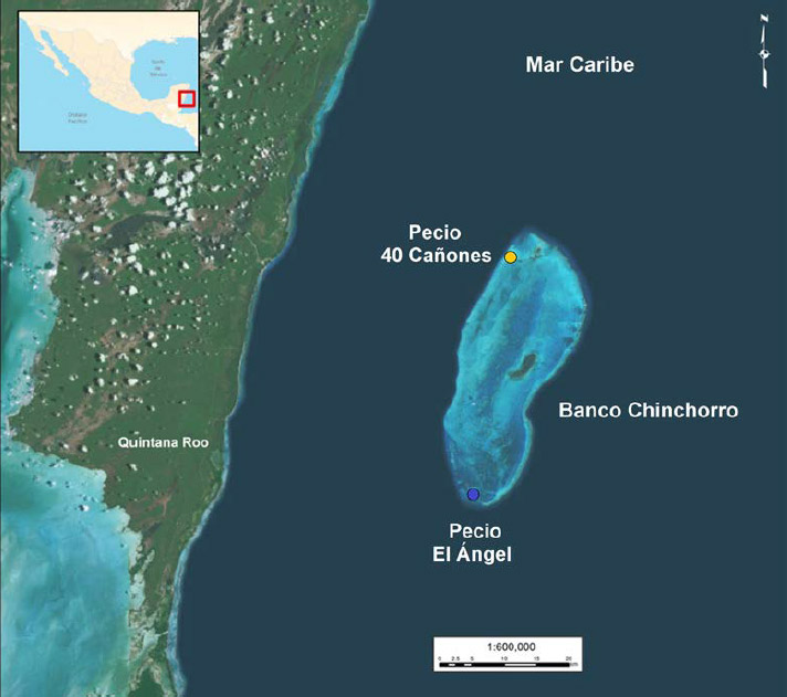 Figura 4. Localización geográfica de los pecios 40 Cañones y El Ángel. Mapa elaborado por M. I. Campos. INAH/SAS. Fuente: Marco Geoestadístico Nacional, INEGI 2005, Imagen satelital World Imagery ESRI, 2013